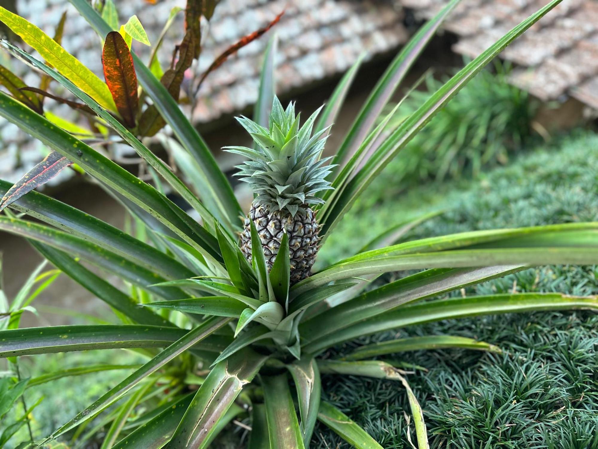 Oemah Tepi Sawah Villa Jatiluwih Kültér fotó