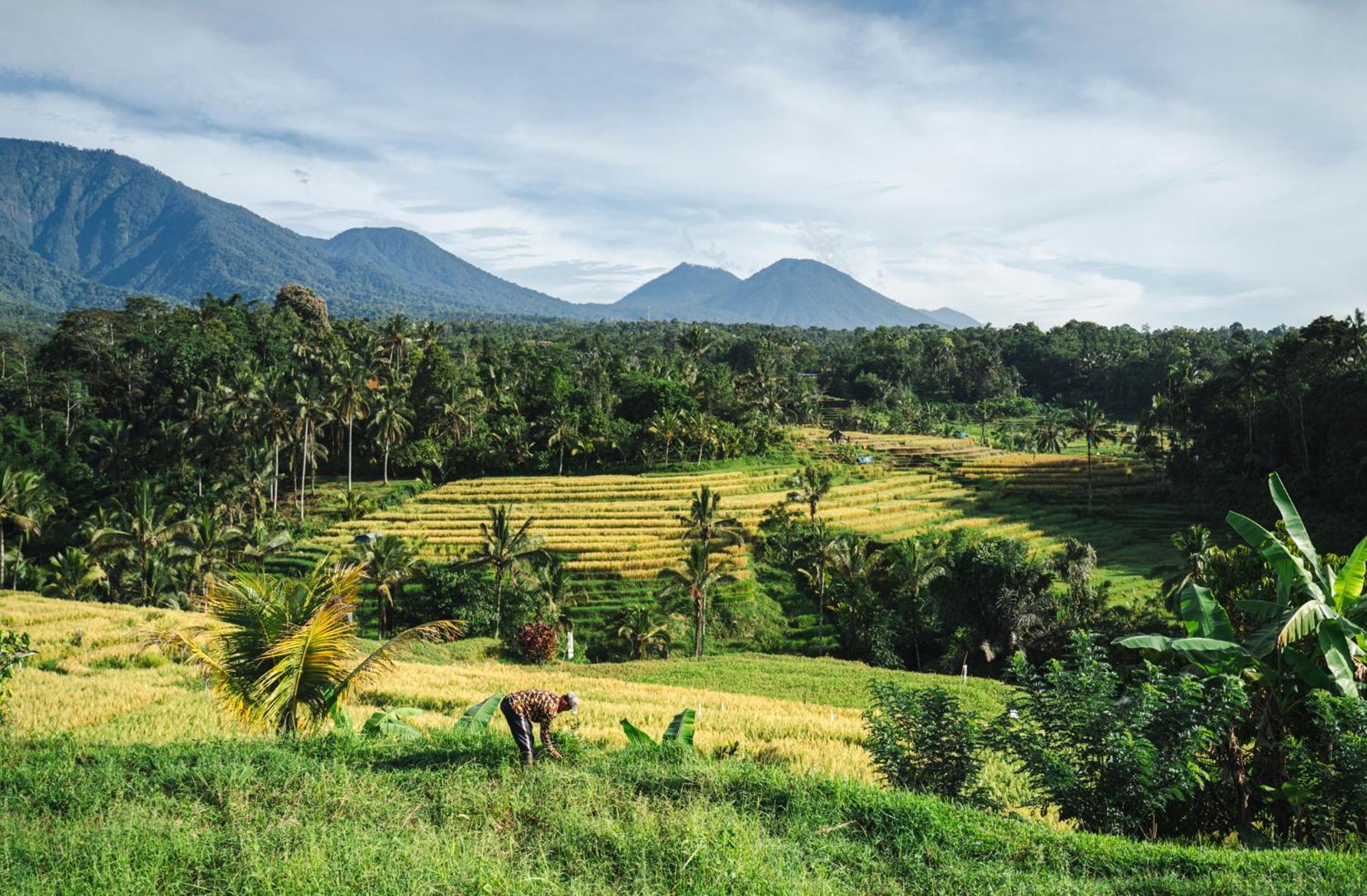 Oemah Tepi Sawah Villa Jatiluwih Kültér fotó